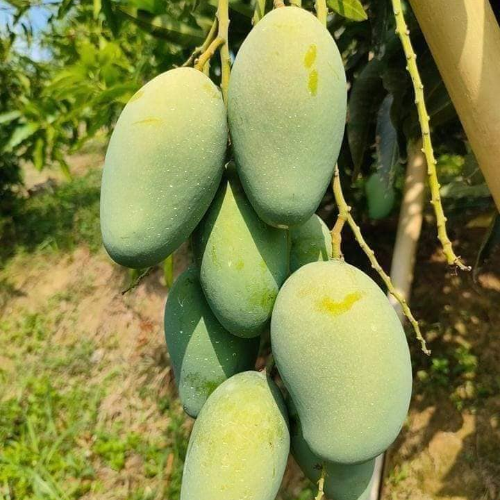 আম্রপালি আম