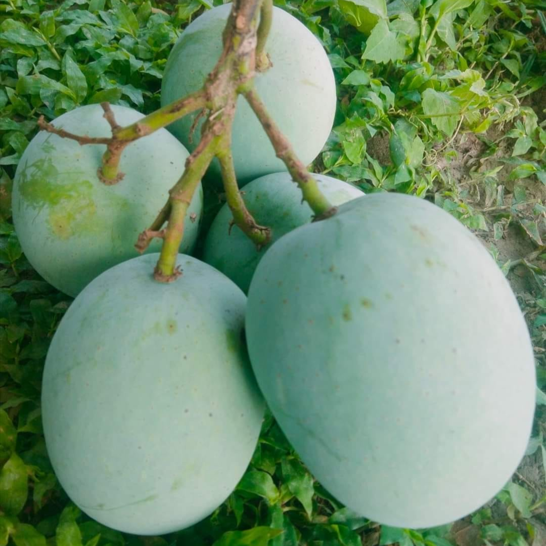 ল্যাংড়া আম